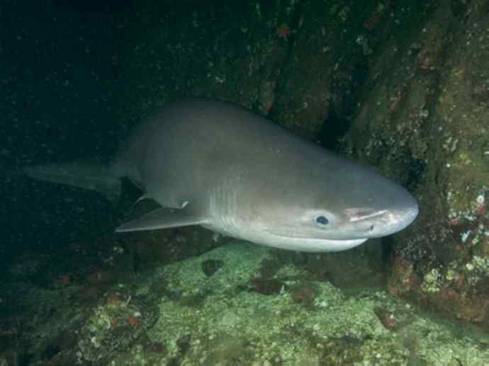 鱼类活化石：皱鳃鲨