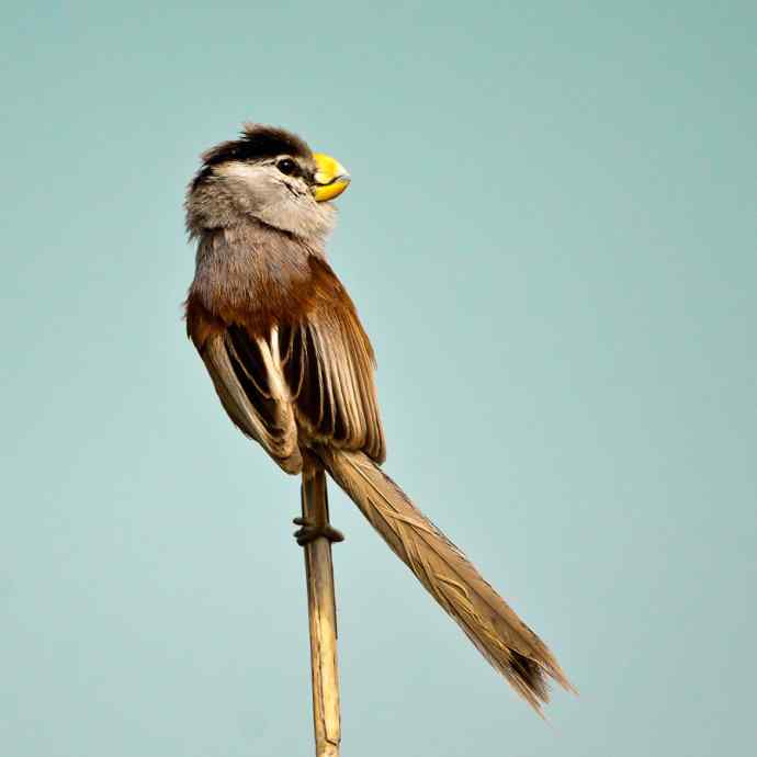 衡水湖&nbsp;wbr路&nbsp;wbr震旦鸦雀