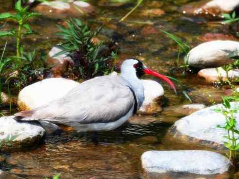 猎奇：奇特的鸟喙之八(朱鹮、白鹮、彩鹮)