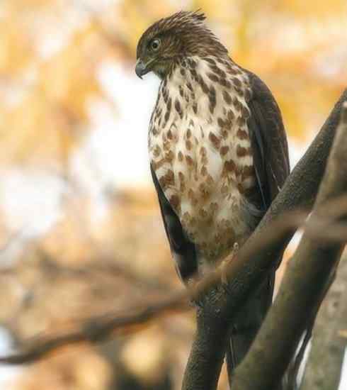 十大喜食蜂蜜动物:凤头蜂鹰 十大喜食蜂蜜动物:凤头蜂鹰