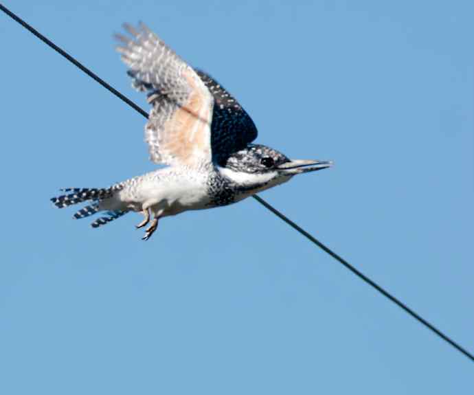 一次拍鸟会友的愉快经历