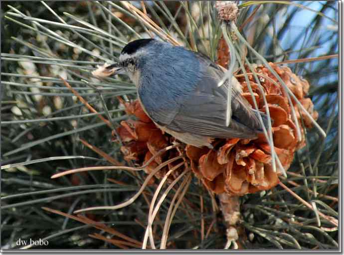 中国特有鸟种-黄腹山雀、黑头鳾