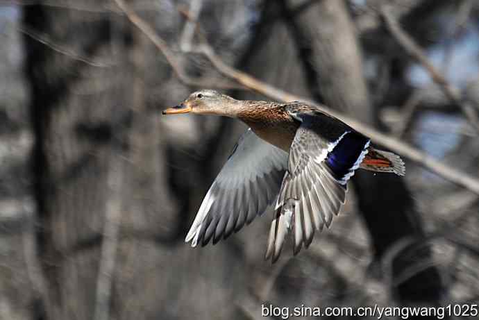 飞(绿头鸭)1 飞(绿头鸭)1
