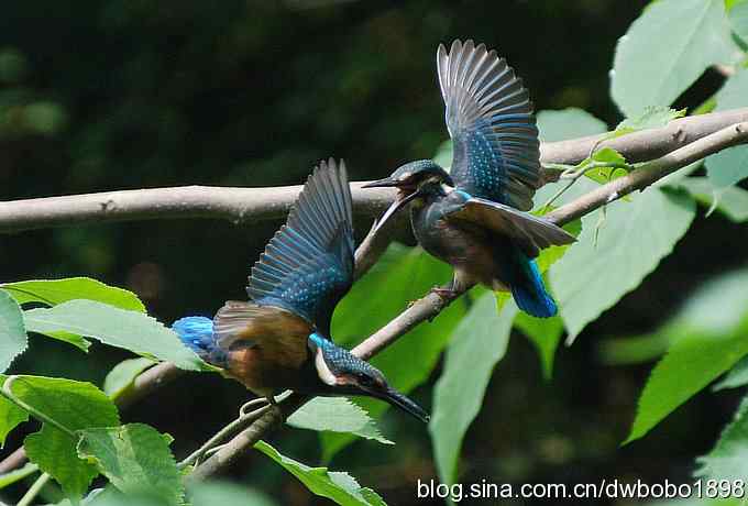 小小翠儿沐浴着父爱快乐成长--献给父亲节