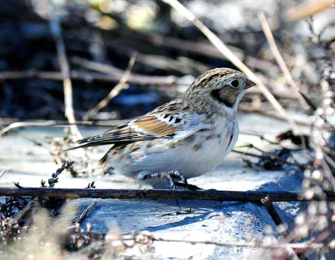 北京西山&nbsp;wbr路&nbsp;wbr铁爪鵐