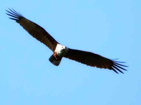 白头鸟系列：另类的美丽12