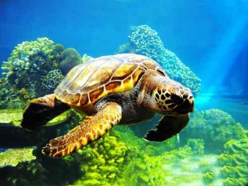 自然奇观：动物大迁徙(海龟类)