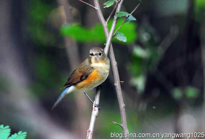 雌性红胁蓝尾鸲（47）