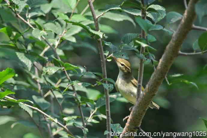 黄眉柳莺(25) 黄眉柳莺(25)