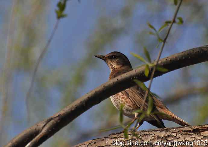 自然和谐的日坛公园（斑鸫）