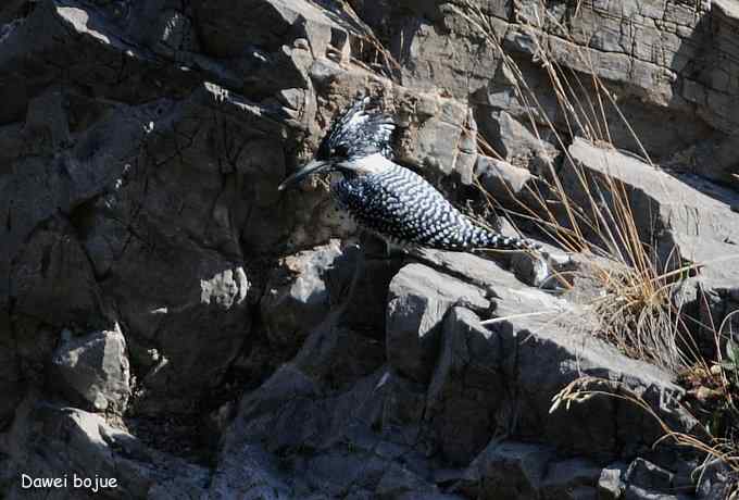 永定河湿地观鸟秋游