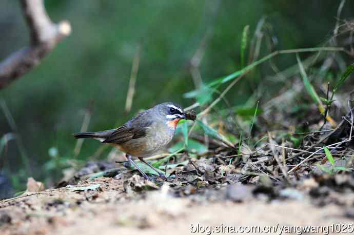 红喉歌鸲（17）