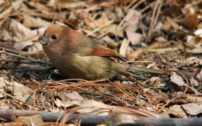 北京植物园赏鸟（十二），棕头鸦雀（组图）