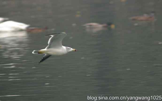 雨前、雾中拍水禽（十月十日杂片纪实）