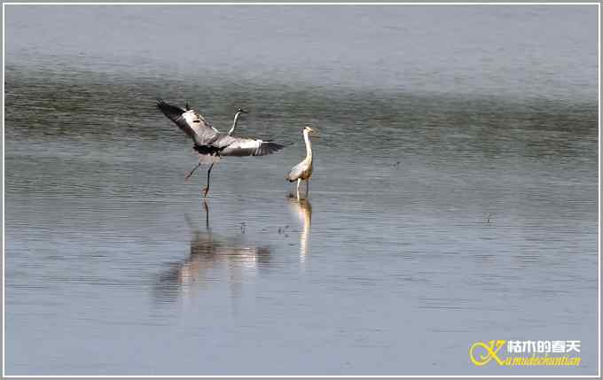 鹭&bull;鹭&bull;鹭&bull;&bull;&bull;&bull;&bull;&bull;&bull;【照片】