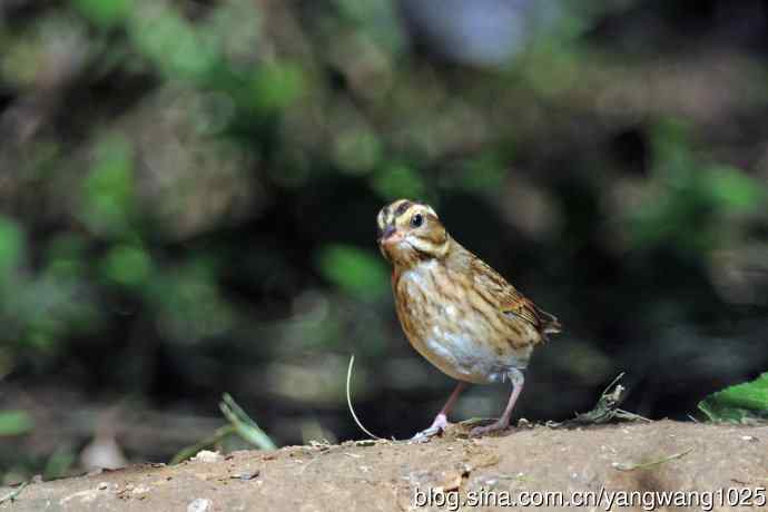 北京天坛公园的鸟类——白眉鹀（10）
