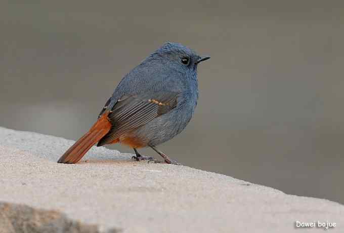 翩然红翅和十渡的那些鸟