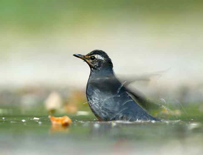 ［让梦想不再奢侈］（我眼中的白眉地鸫和灰背鸫）