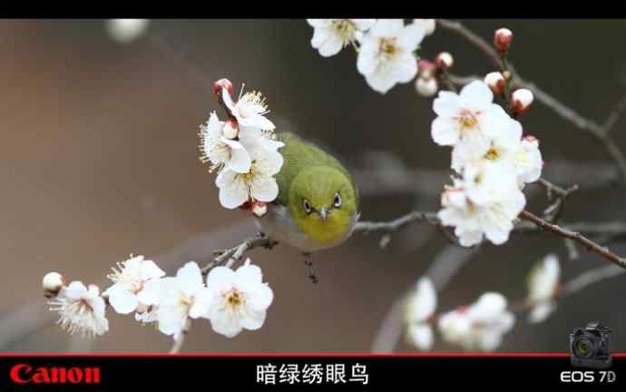 暗绿赏梅 暗绿赏梅