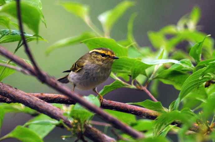黄腰柳莺（7）
