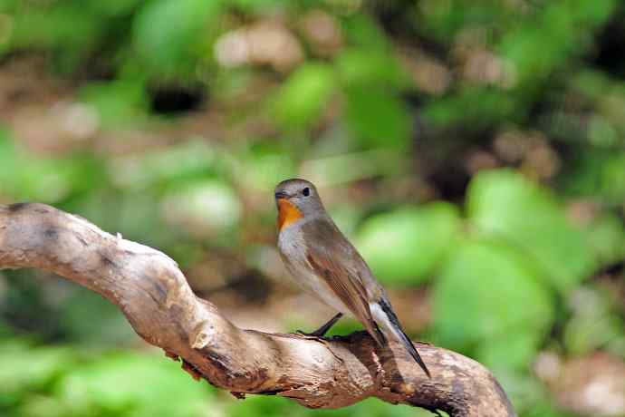 雄性红喉姬鹟(4) 雄性红喉姬鹟(4)