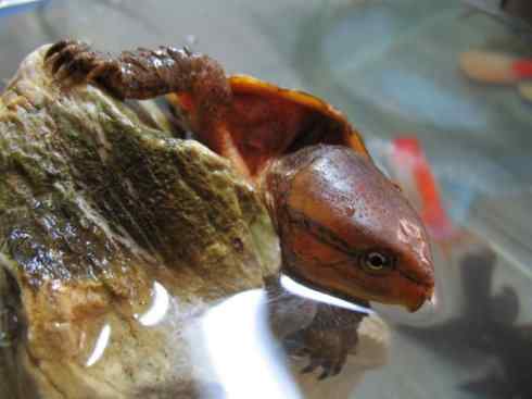 玄武:传说的兽原型探秘(平胸龟) 玄武:传说的兽原型探秘(平胸龟)