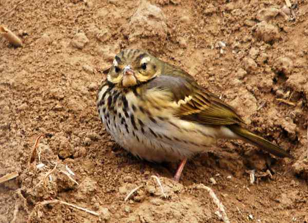 家乡的鸟（5），树鹨（组图）