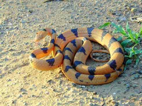 龙:传说的兽原型探秘(游蛇类) 龙:传说的兽原型探秘(游蛇类)