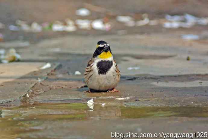 雄性黄喉鹀（6）