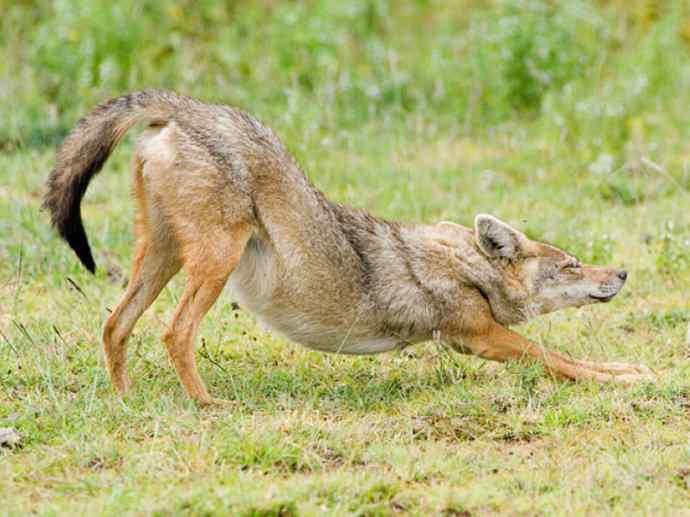 犬科:犬亚科犬属之金豺、黑背豺(胡狼类) 犬科:犬亚科犬属之金豺、黑背豺(胡狼类)