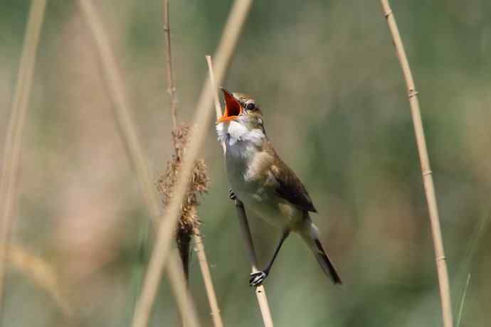 东方大苇莺 东方大苇莺