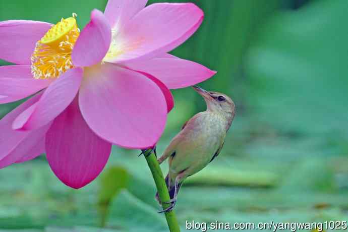 东方大苇莺与荷花（7）