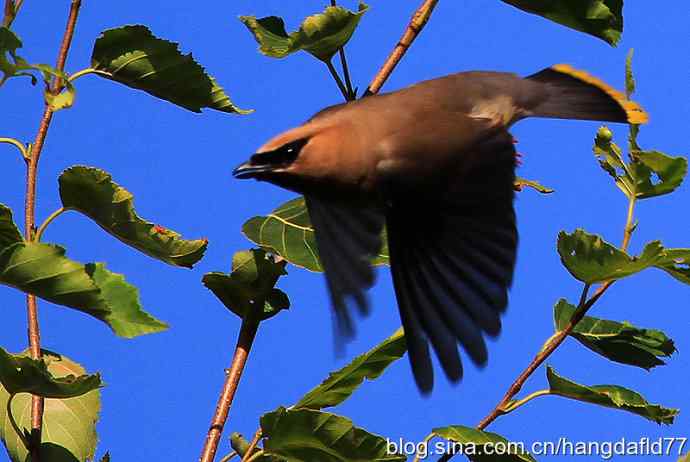 雪松太平鸟（5）