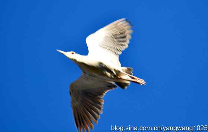 北京动物园的鸟类——飞（夜鹭）2