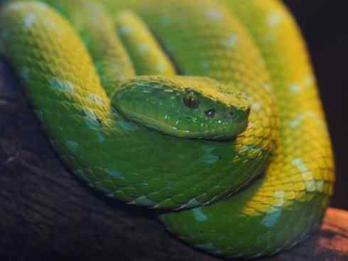 龙：传说的兽原型探秘（响尾蛇类）