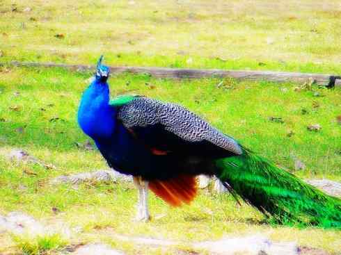 猎奇：长尾鸟雀之三（雉科孔雀、鹇属）