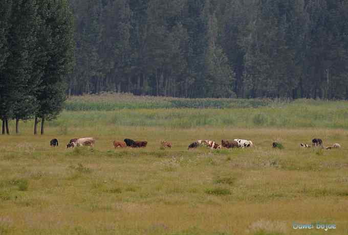 牛鹭两相伴 wbr景鸟一镜收 牛鹭两相伴 wbr景鸟一镜收