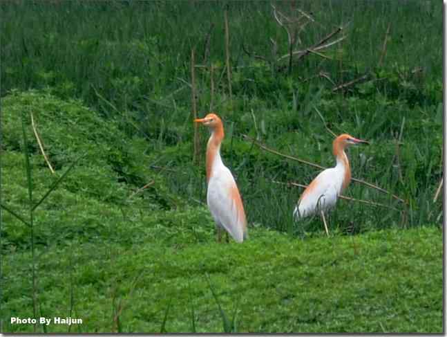  点击图片或使用键盘← →翻页