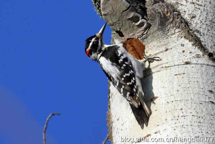 毛发啄木鸟 毛发啄木鸟
