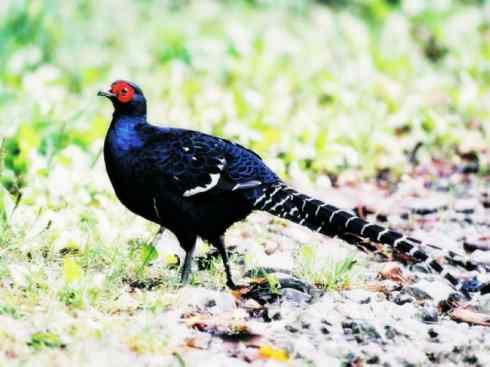 猎奇：长尾鸟雀之三（雉科孔雀、鹇属）