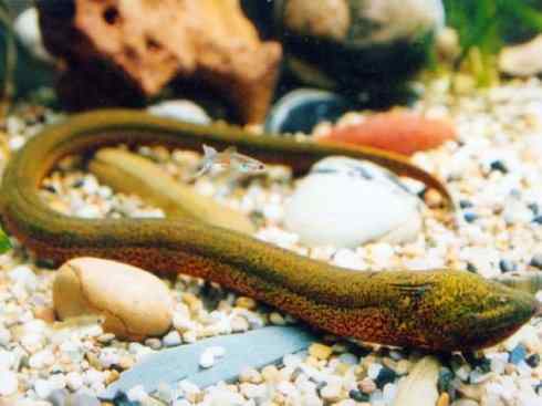 鱼类活化石：鳄雀鳝