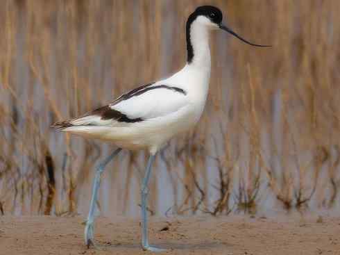 猎奇：奇特的鸟喙之五