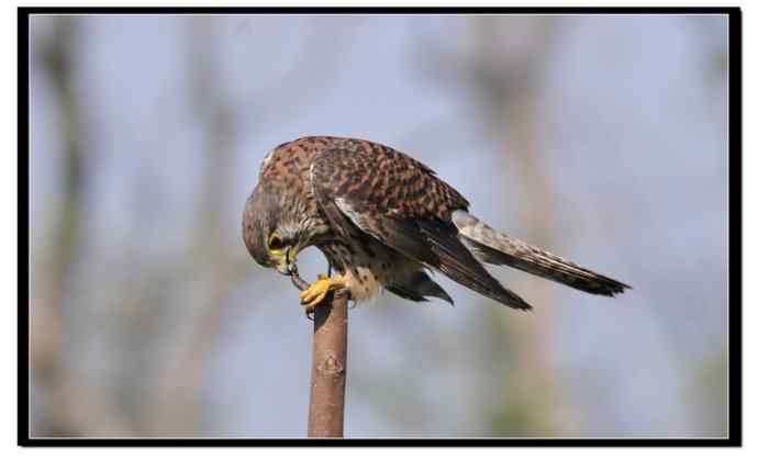 红隼享用甜点 红隼享用甜点