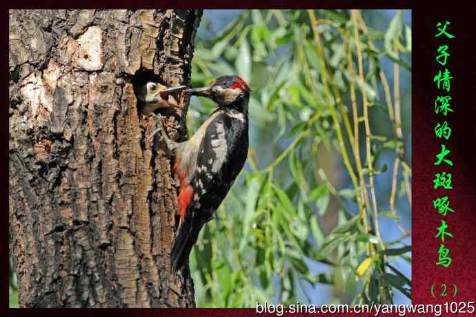 父子情深的大斑啄木鸟（2）