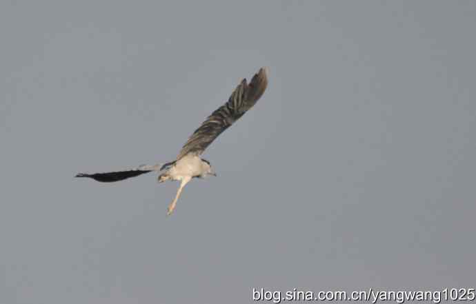 飞(夜鹭) wbr6 飞(夜鹭) wbr6