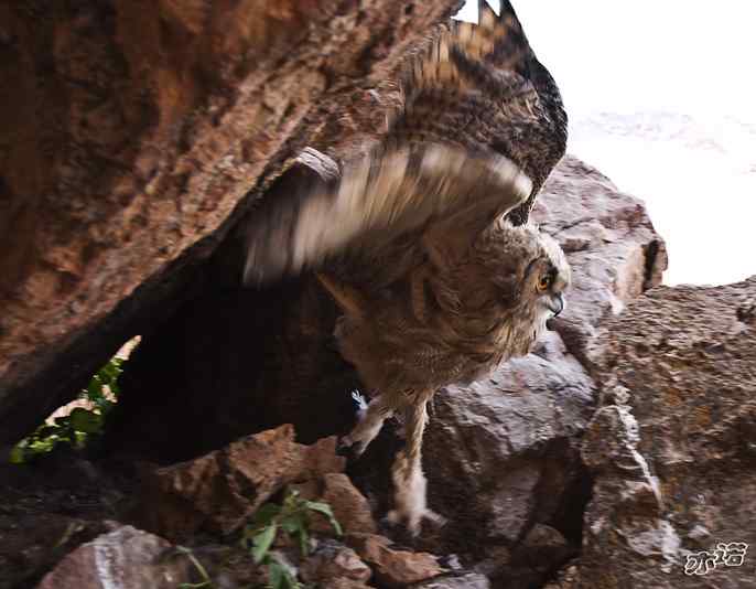我在西藏拍到过雕鸮