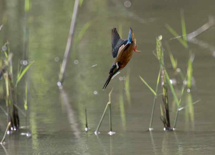 可爱小翠---俯冲、上杆