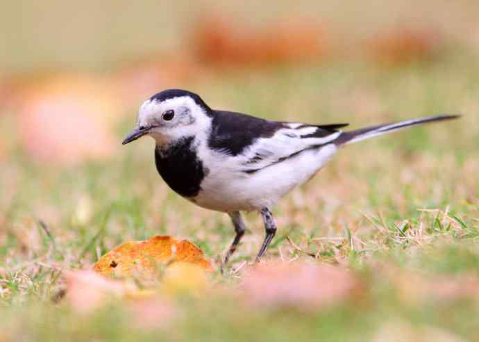 不期然间 wbr擦肩而过的缘分（一组红树林里的白鹡鸰）