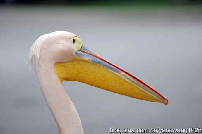 登陆巡游（纪实故事）