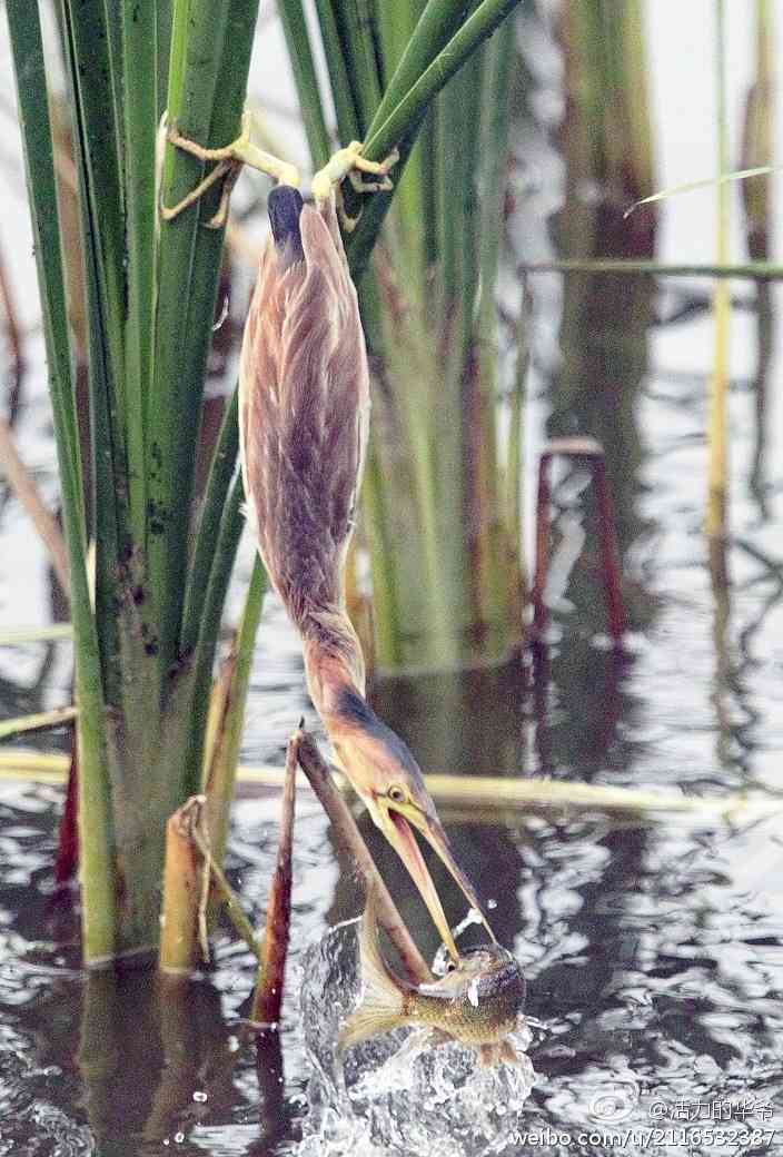捕鱼达人——黄苇鳽